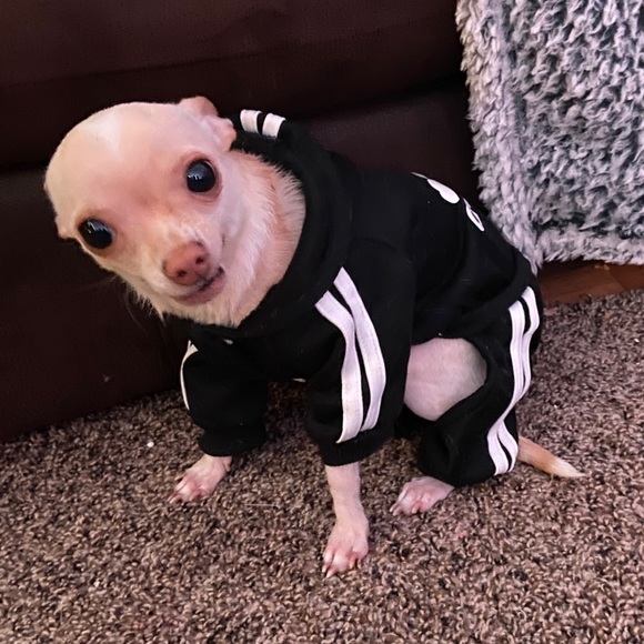 Meet your Posher, Kelby - Picture 2 of 2